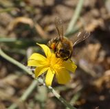 Image of taxon representative. Author is Тамара Риб