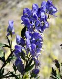 Aconitum cymbulatum. Соцветие. Кабардино-Балкария, Эльбрусский р-н, долина р. Адыр-Су, выс. около 2300 м н.у.м., субальпийский луг. 12.07.2016.
