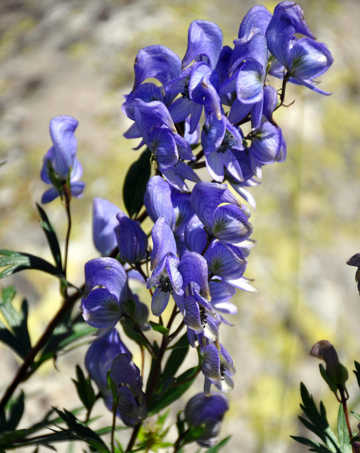 Image of Aconitum cymbulatum specimen.