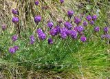 genus Oxytropis. Цветущие растения. Кабардино-Балкария, Эльбрусский р-н, пик Терскол, ≈ 2500 м н.у.м., альпийский луг. 14.07.2016.
