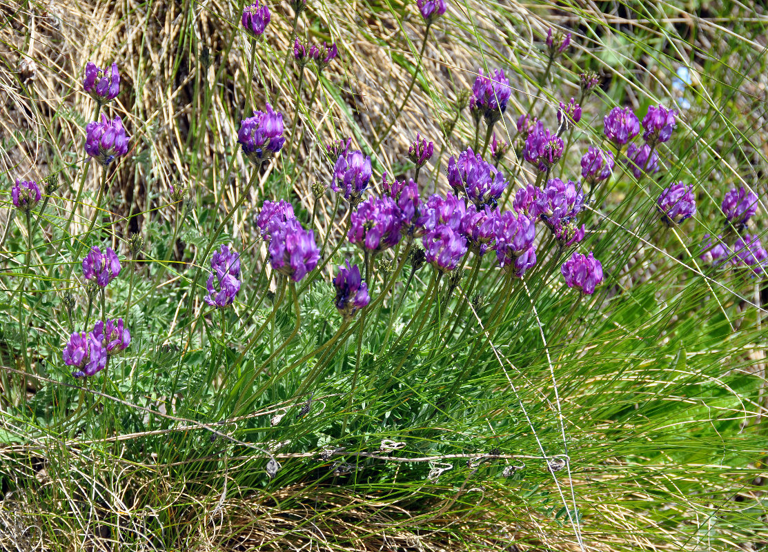 Изображение особи род Oxytropis.