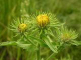 Inula britannica