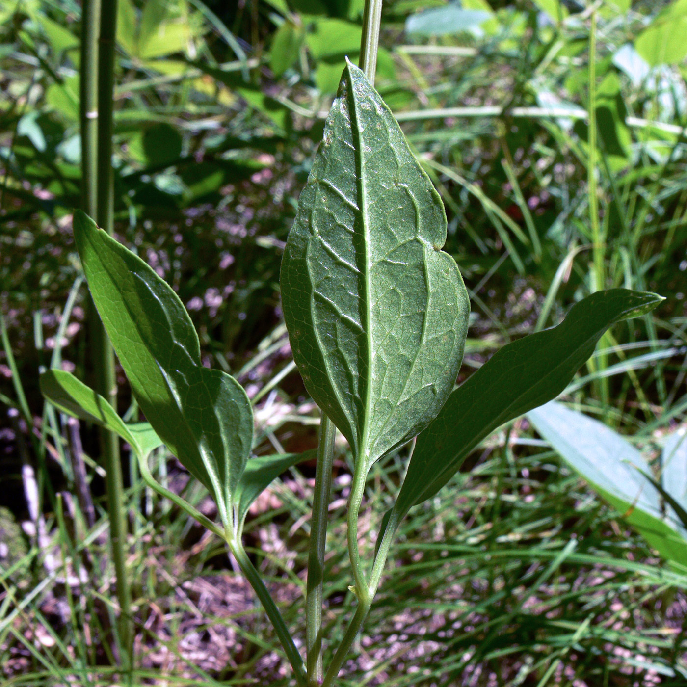 Image of Clematis mandshurica specimen.