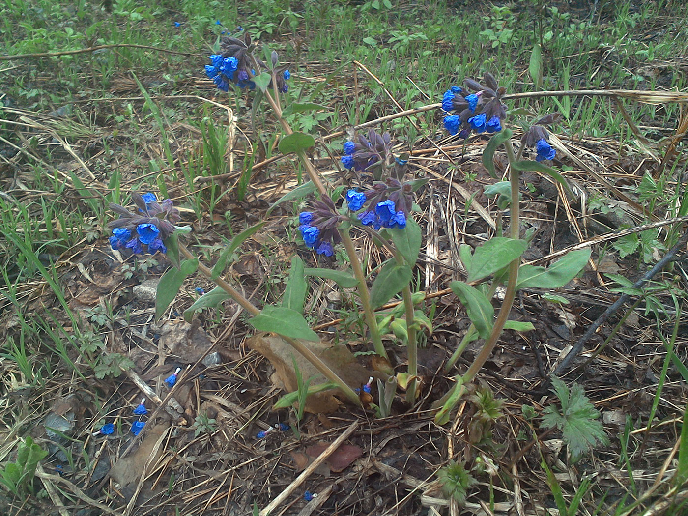 Изображение особи Pulmonaria mollis.