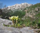Gentiana oschtenica