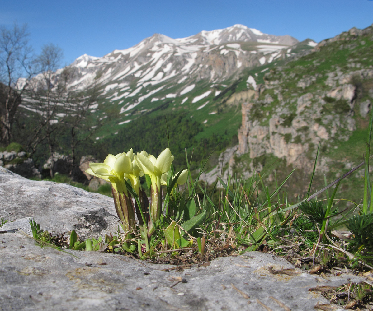 Изображение особи Gentiana oschtenica.