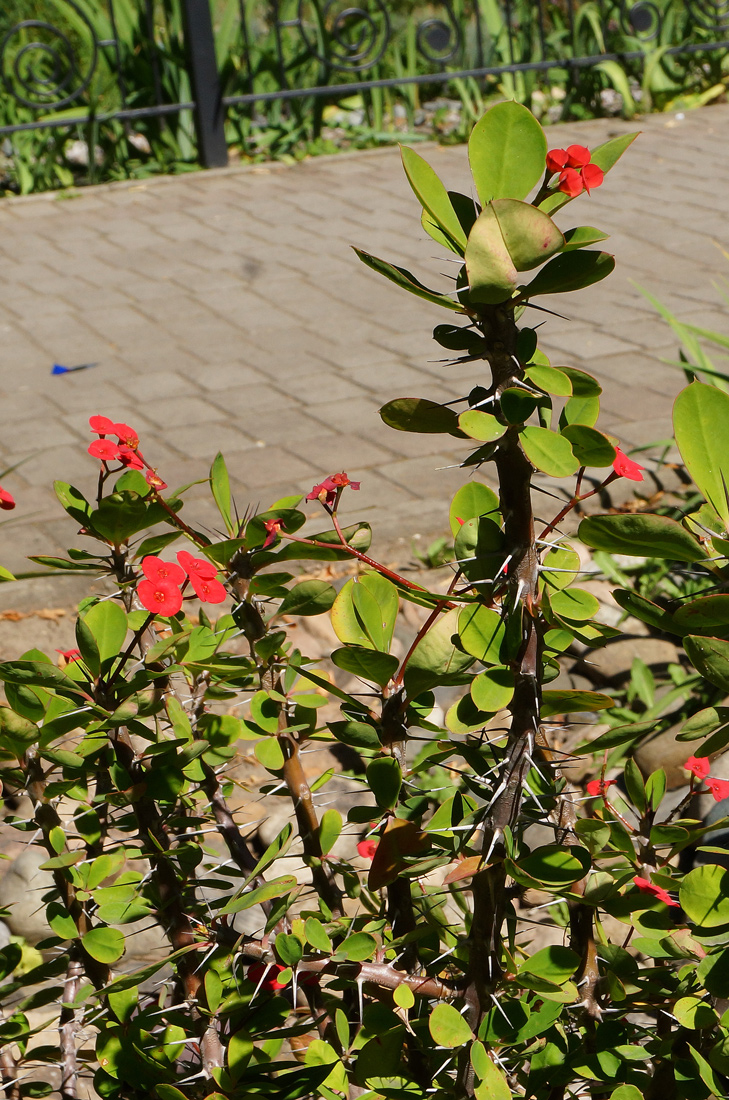 Image of Euphorbia splendens specimen.