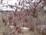 Alnus glutinosa