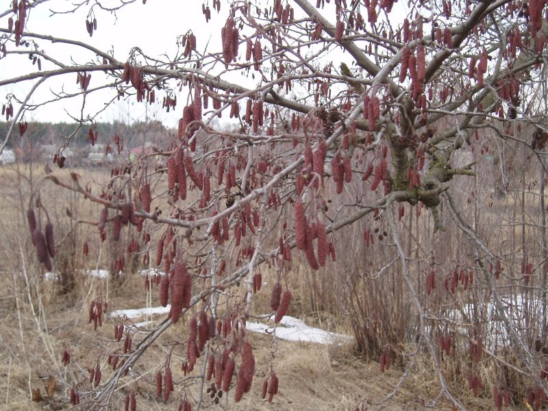 Изображение особи Alnus glutinosa.