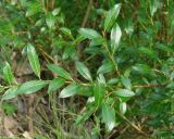 Salix rhamnifolia