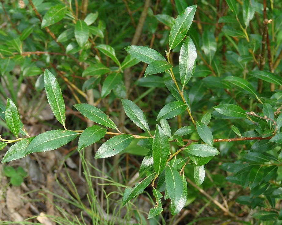 Image of Salix rhamnifolia specimen.