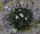 Saxifraga scardica