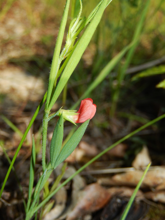 Image of Lathyrus sphaericus specimen.