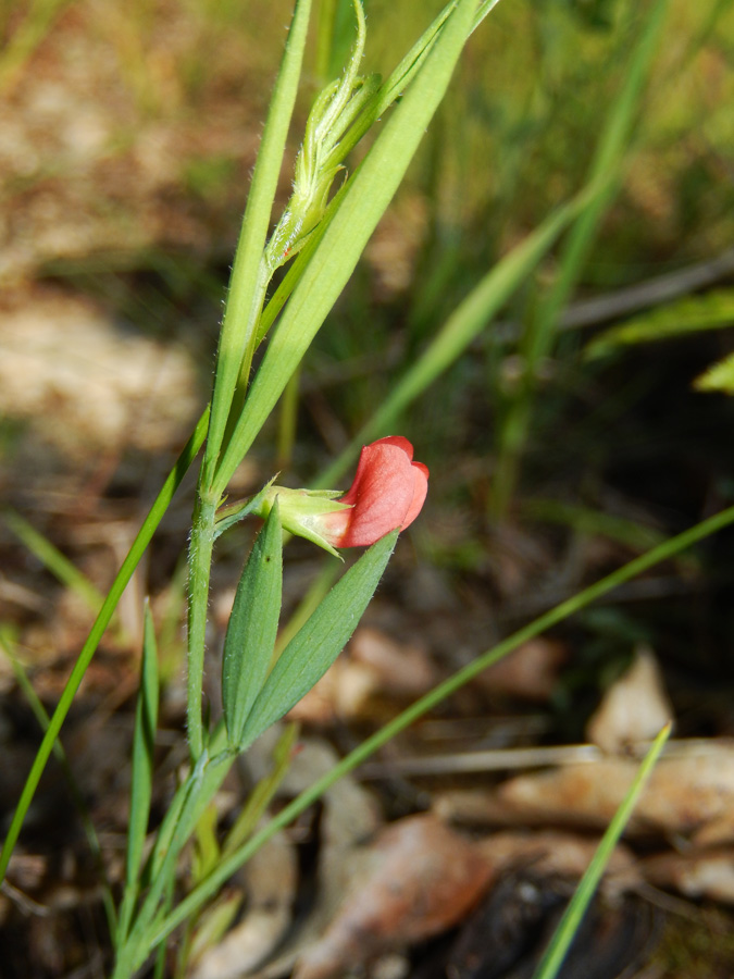 Изображение особи Lathyrus sphaericus.