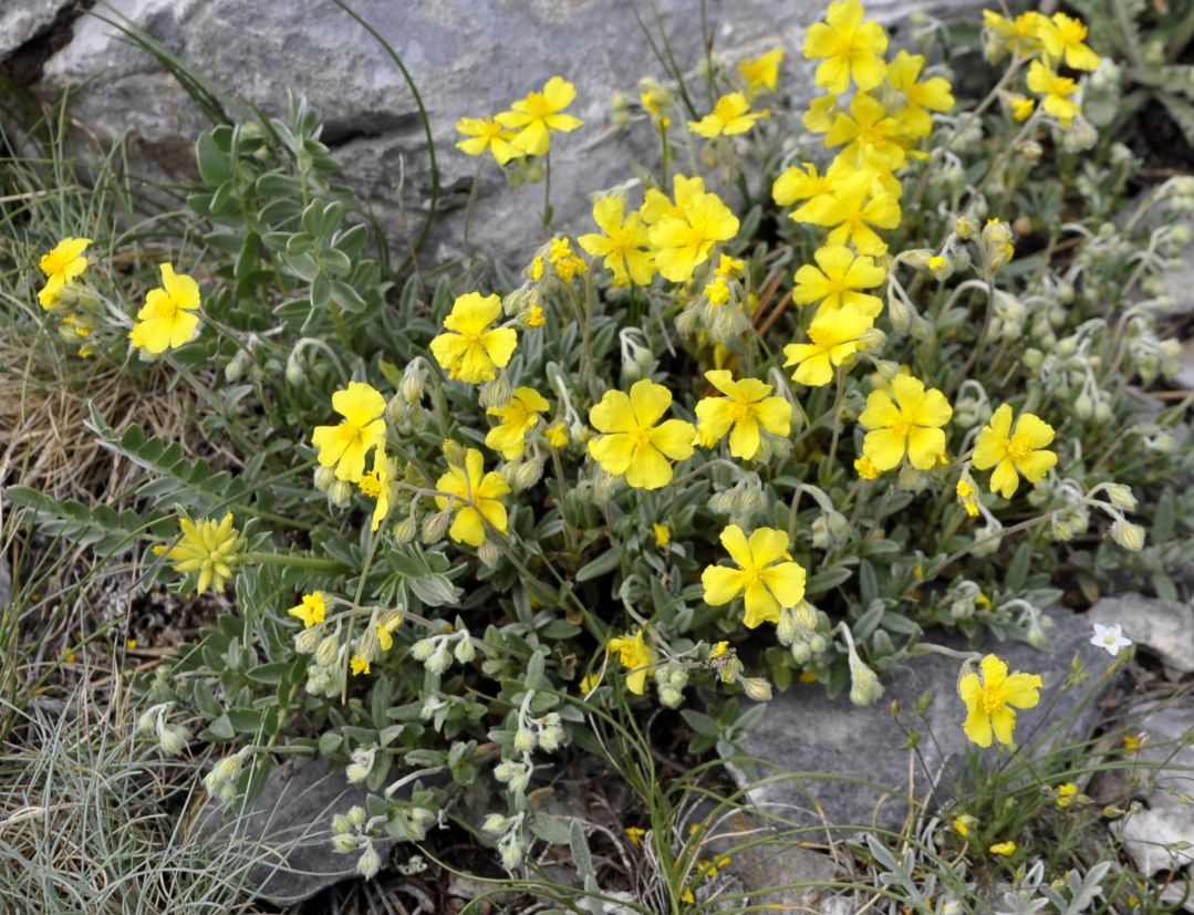 Изображение особи Helianthemum canum.