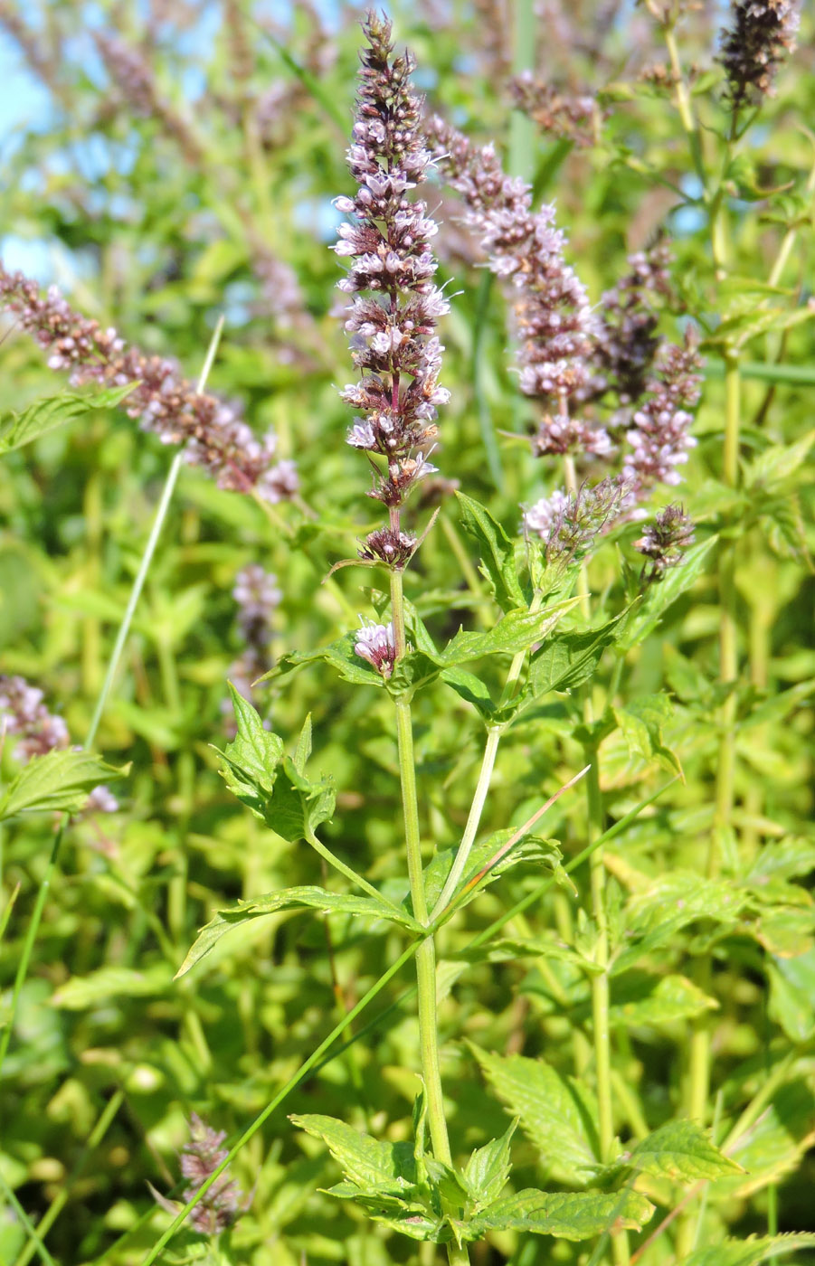 Image of Mentha spicata specimen.