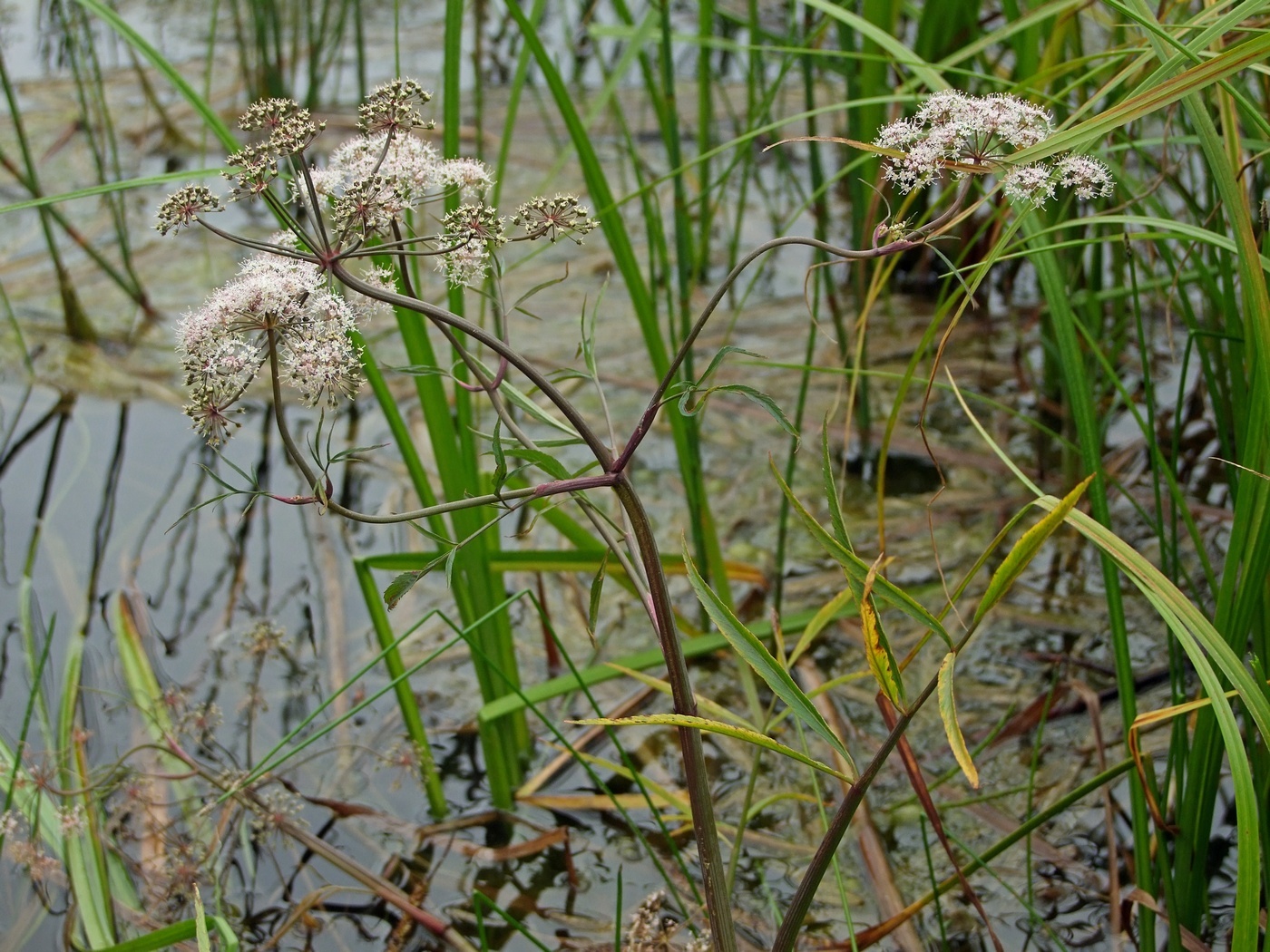 Image of Cicuta virosa specimen.