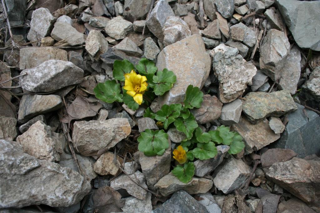 Image of Ficaria ficarioides specimen.