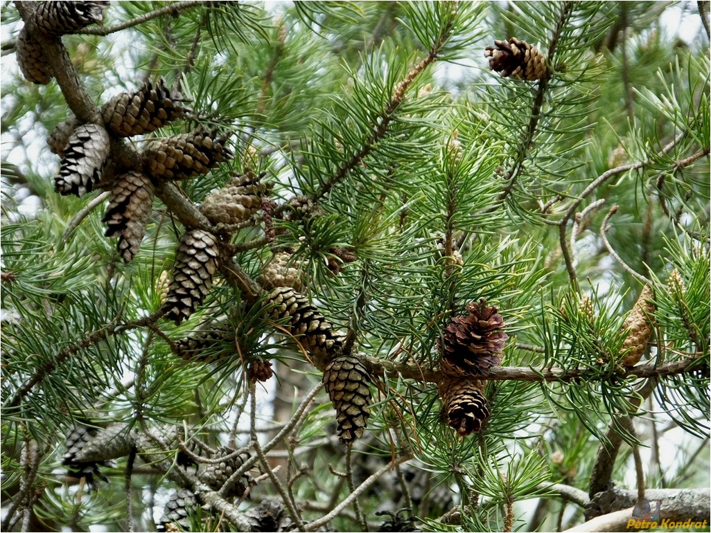 Изображение особи Pinus banksiana.