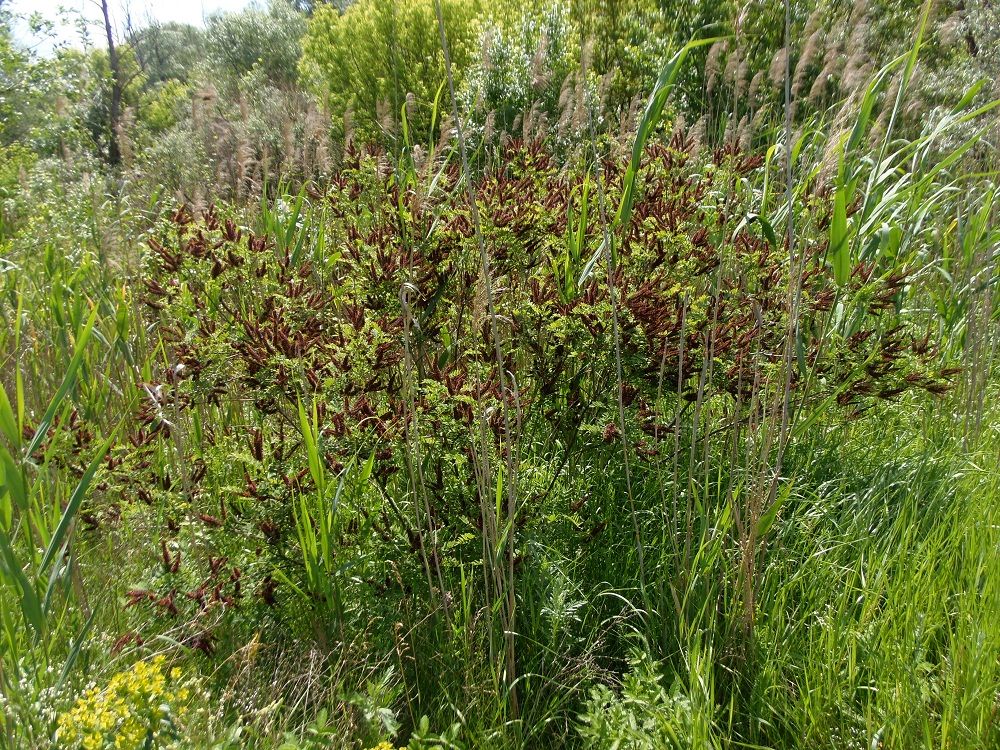 Image of Amorpha fruticosa specimen.