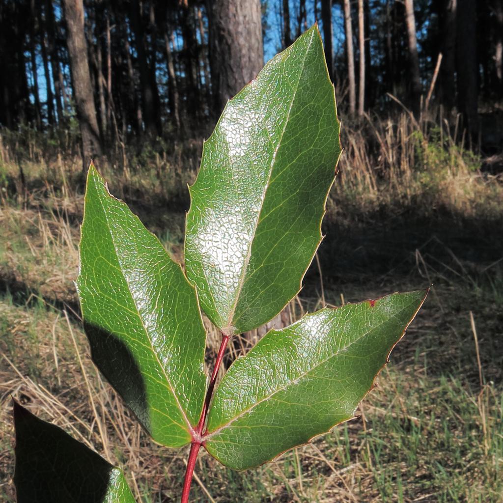 Image of Mahonia aquifolium specimen.