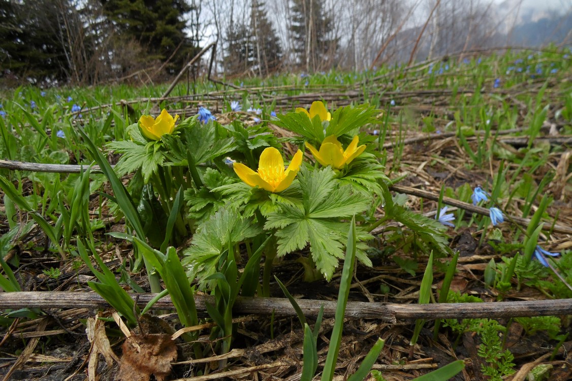 Изображение особи Trollius ranunculinus.