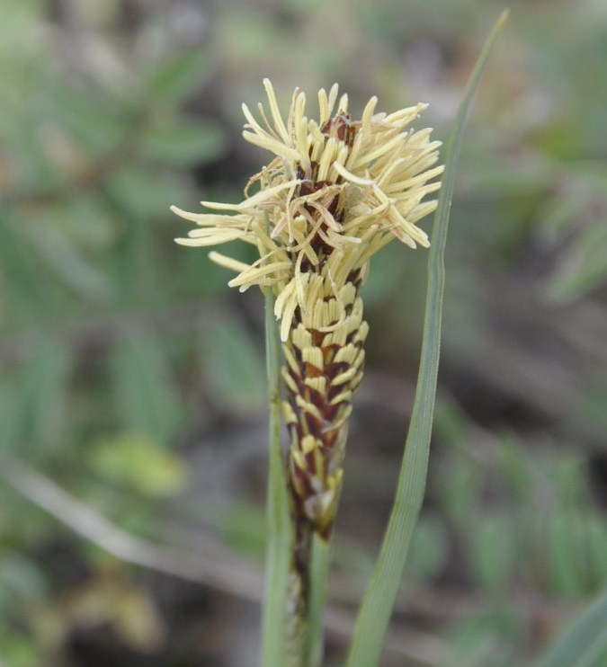 Image of genus Carex specimen.