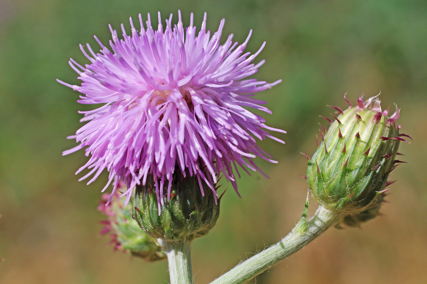 Image of Cirsium ochrolepideum specimen.