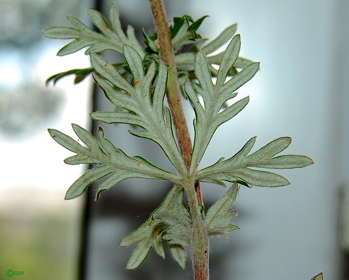Image of Potentilla argentea specimen.