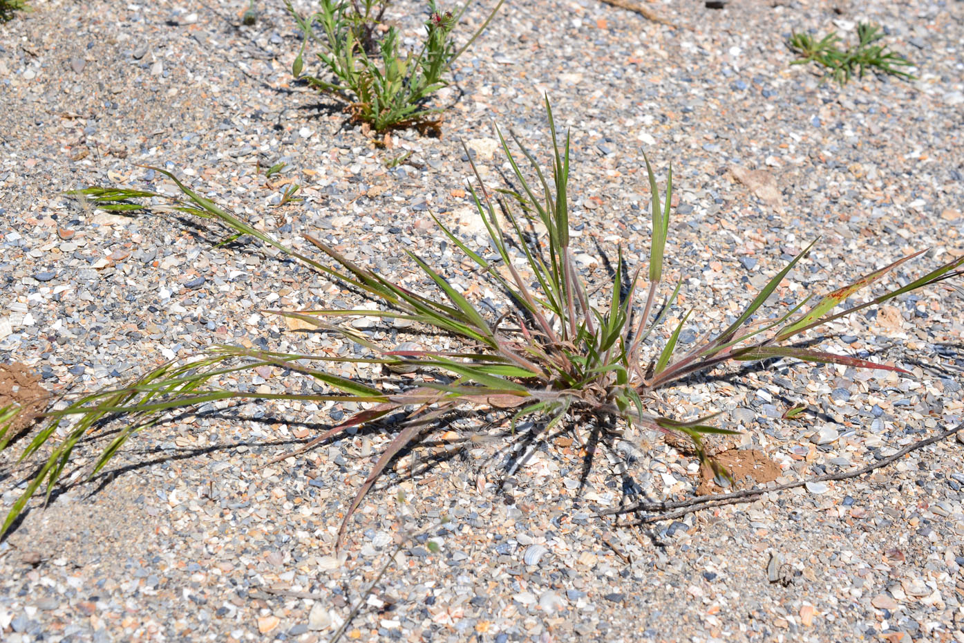 Изображение особи семейство Poaceae.