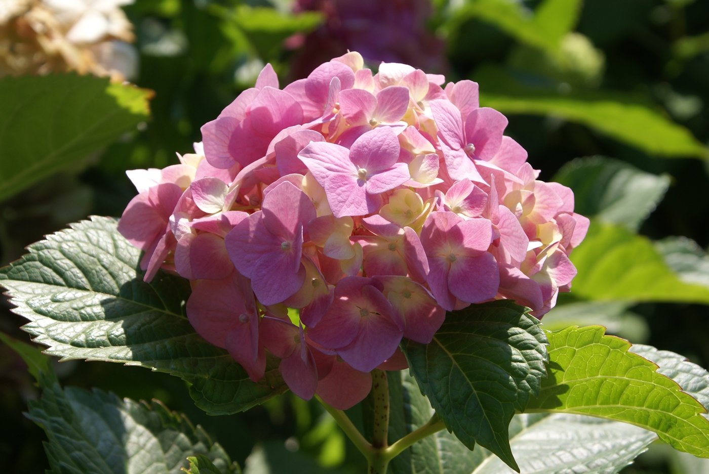 Image of Hydrangea macrophylla specimen.