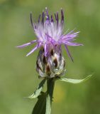 Centaurea deusta