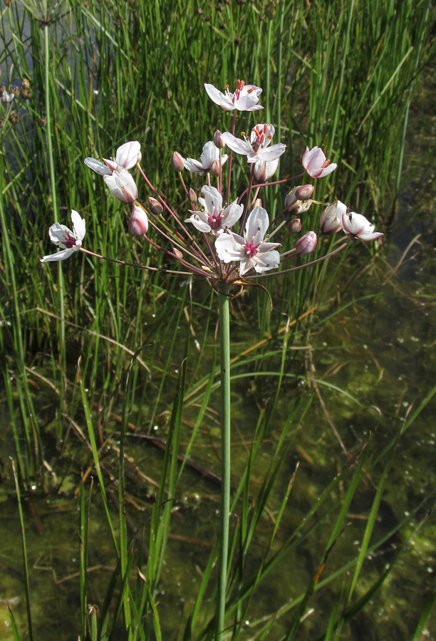 Изображение особи Butomus umbellatus.