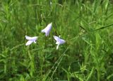 Campanula patula