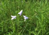 Campanula patula. Соцветия (бледноцветковая форма). Московская обл., Одинцовский р-н, ш. Кубинка, полигон НИИБТ, луг. 02.07.2017.