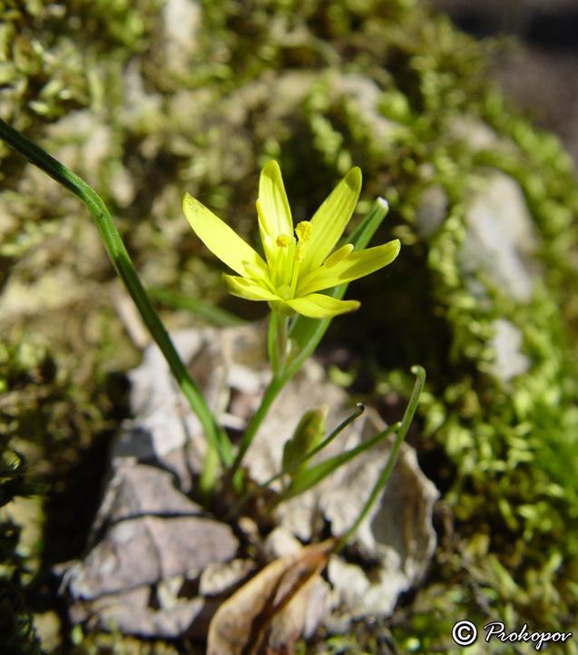 Image of Gagea transversalis specimen.