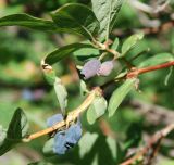 Lonicera edulis. Часть ветви с соплодиями. Бурятия, южная часть Баргузинского хребта, берег р. Большой Чивыркуй. 16.07.2009.