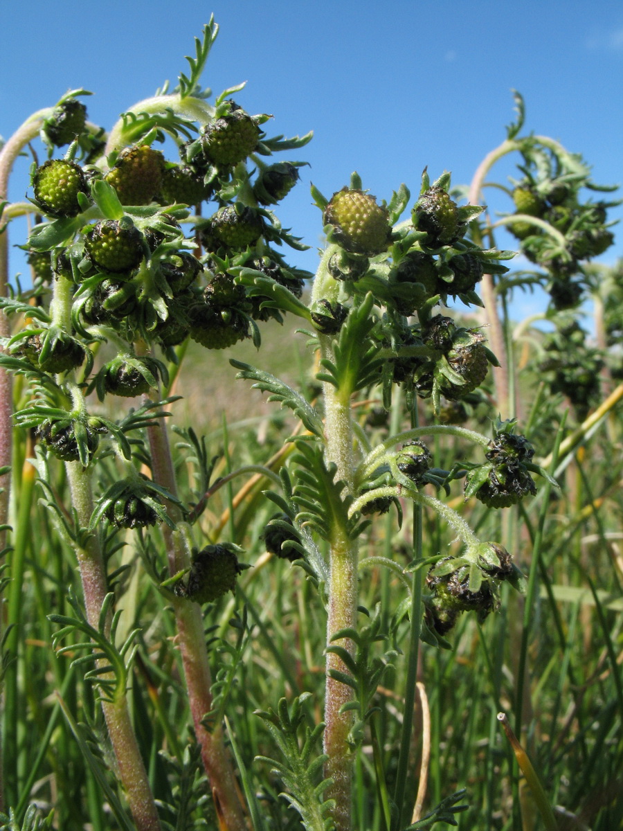 Изображение особи Artemisia viridis.