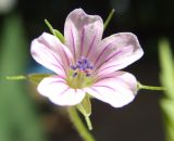 Geranium sibiricum