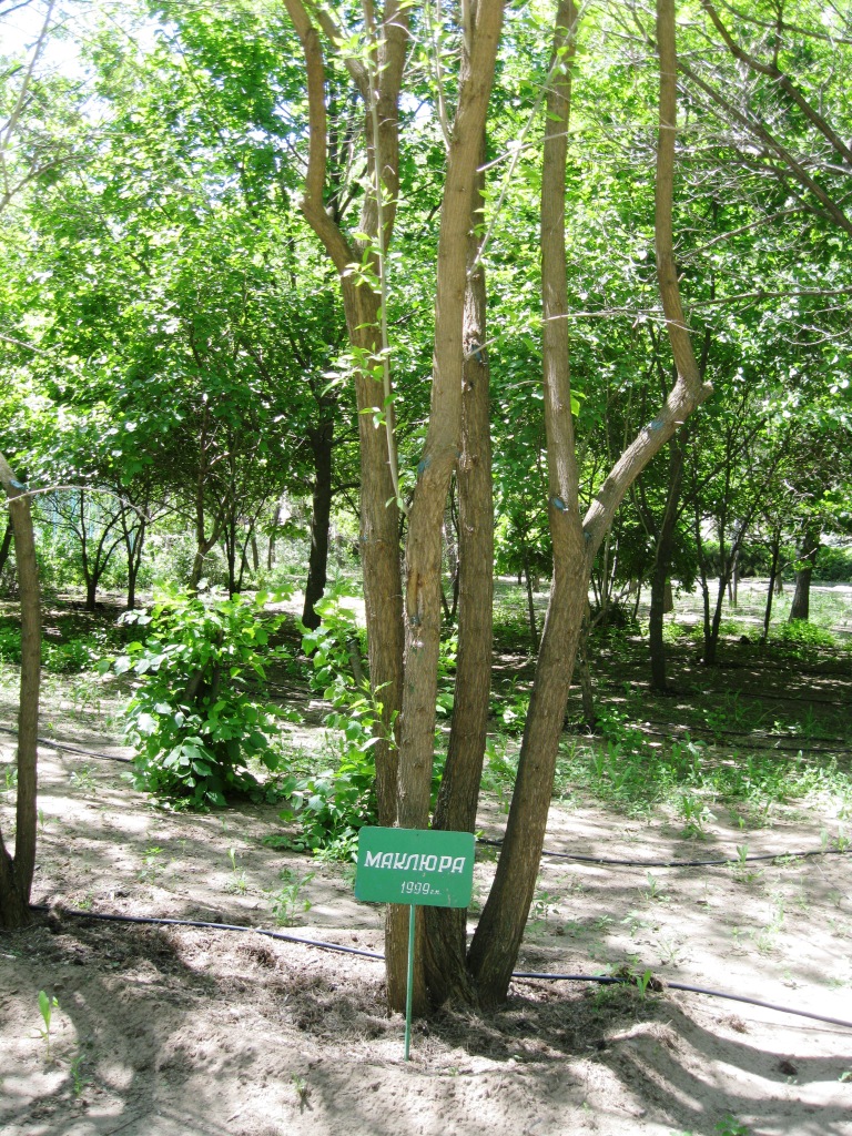 Image of Maclura pomifera specimen.