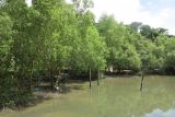 genus Rhizophora. Заросли вегетирующих деревьев в канале. Таиланд, о-в Пхукет, курорт Ката. 17.01.2017.
