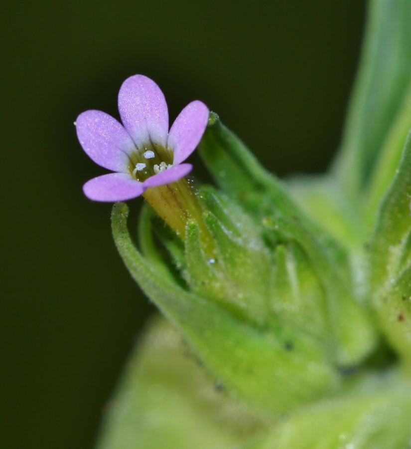 Image of Collomia linearis specimen.