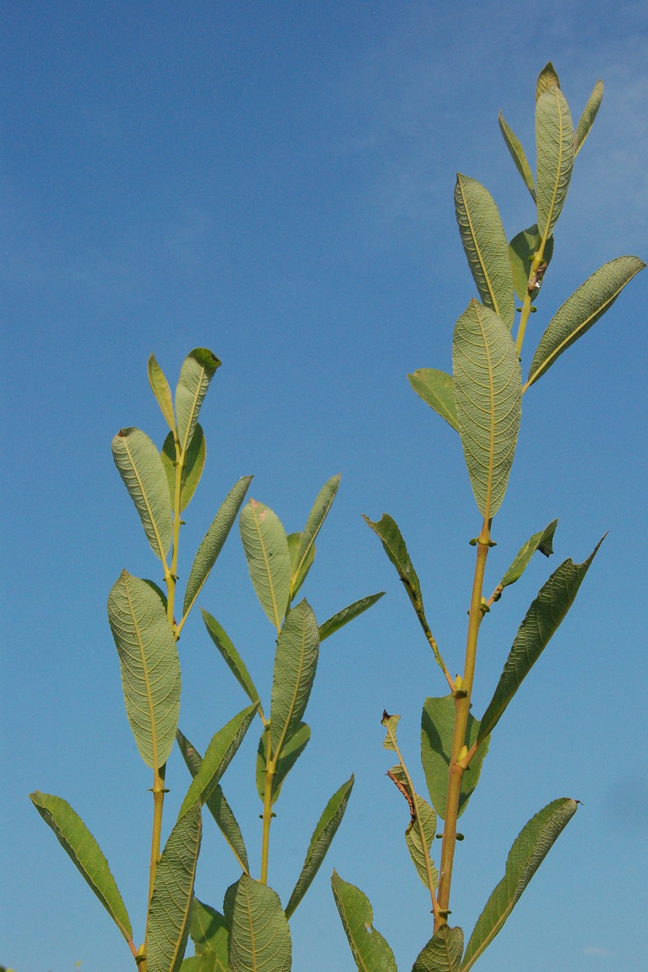 Image of Salix cinerea specimen.