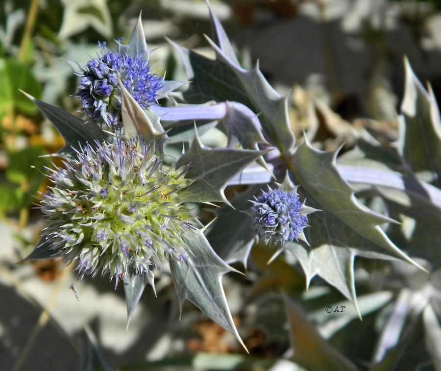Image of Eryngium maritimum specimen.