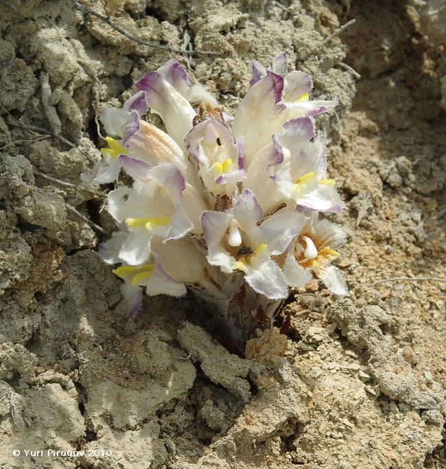 Image of Cistanche fissa specimen.