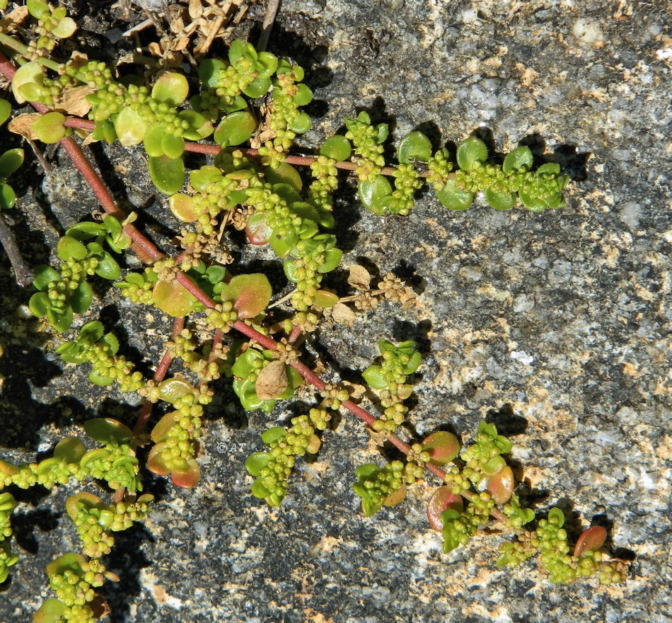 Image of genus Herniaria specimen.