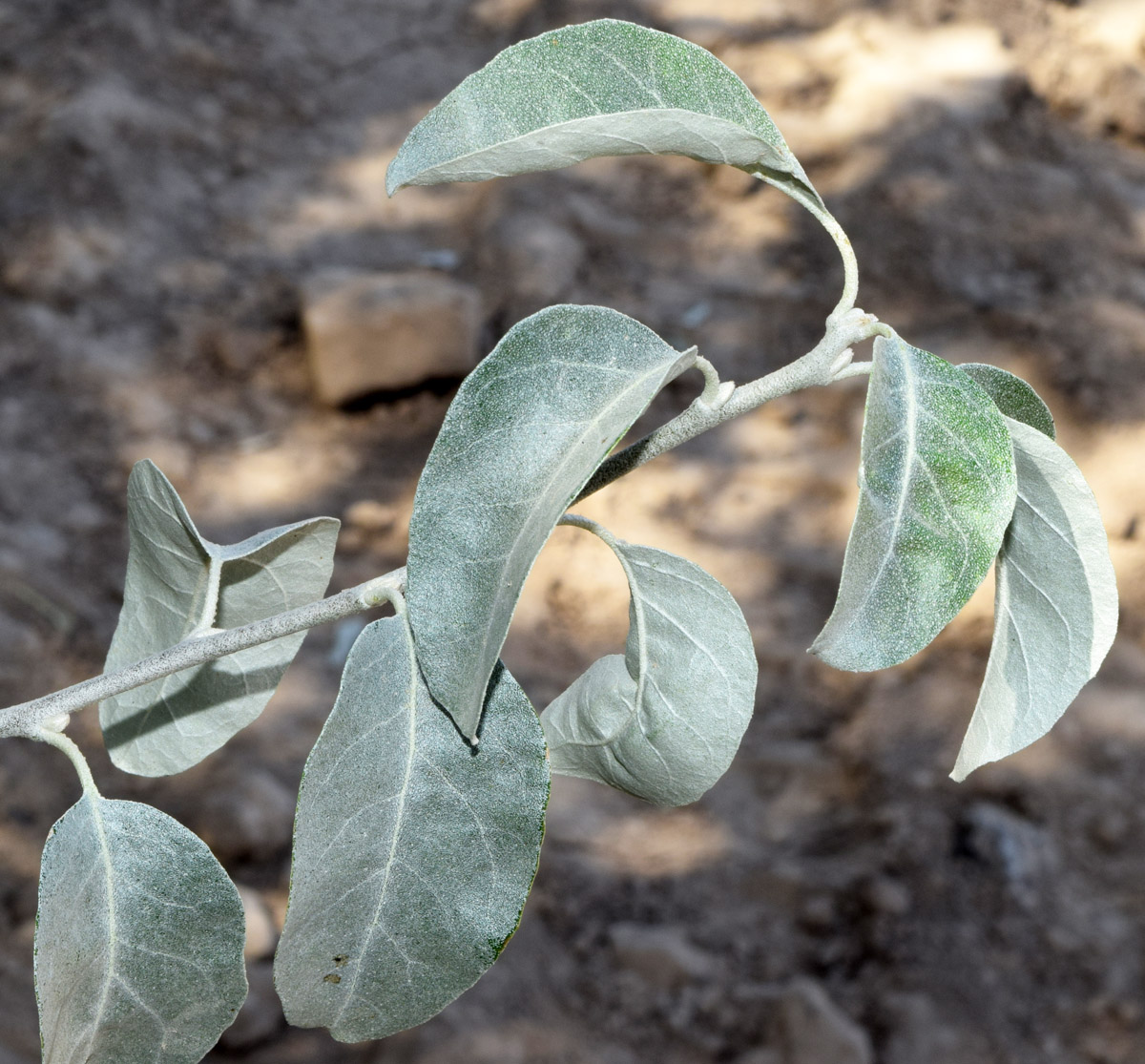 Image of genus Elaeagnus specimen.