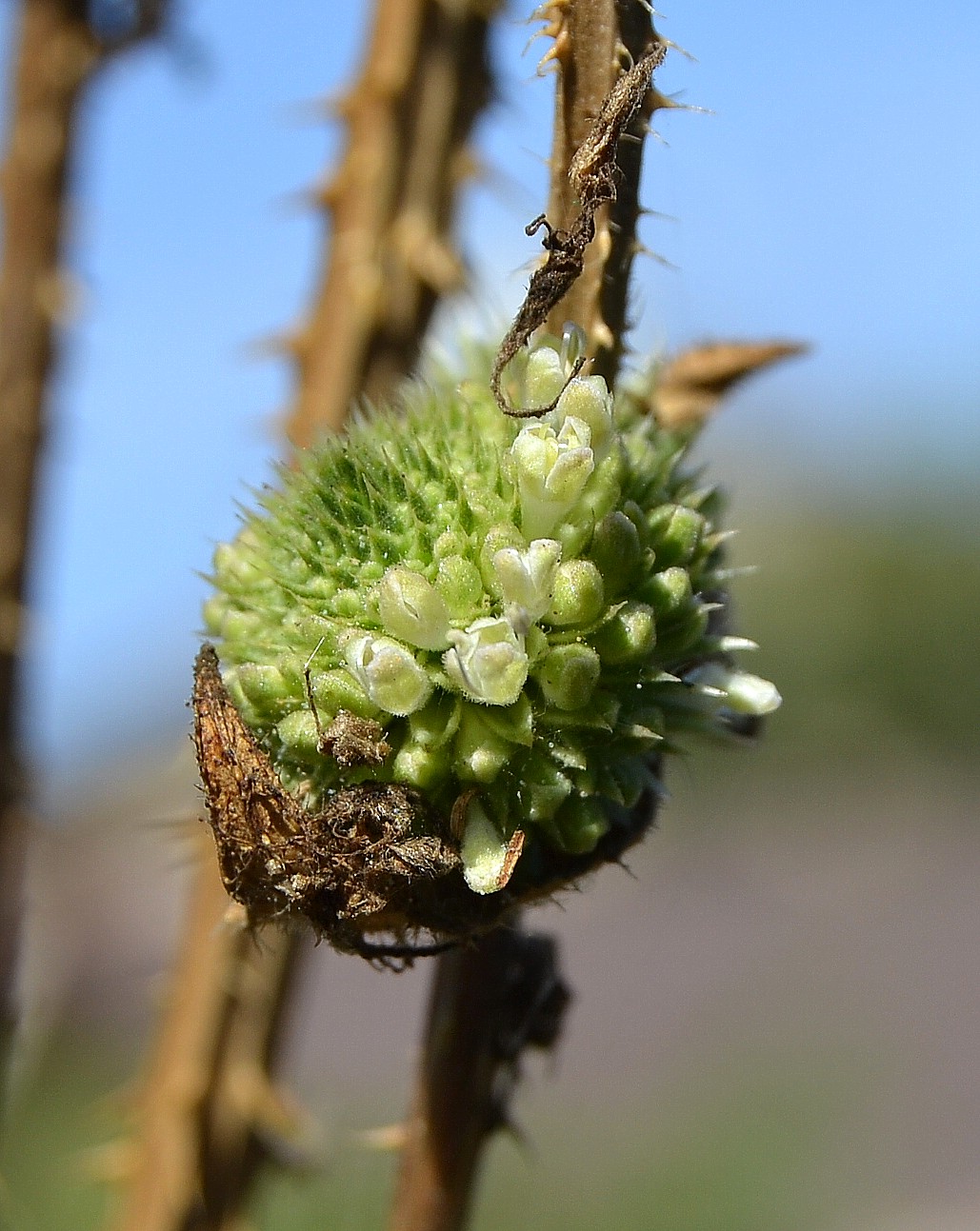 Изображение особи Dipsacus laciniatus.