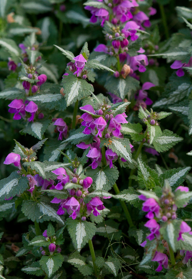 Изображение особи Lamium maculatum.