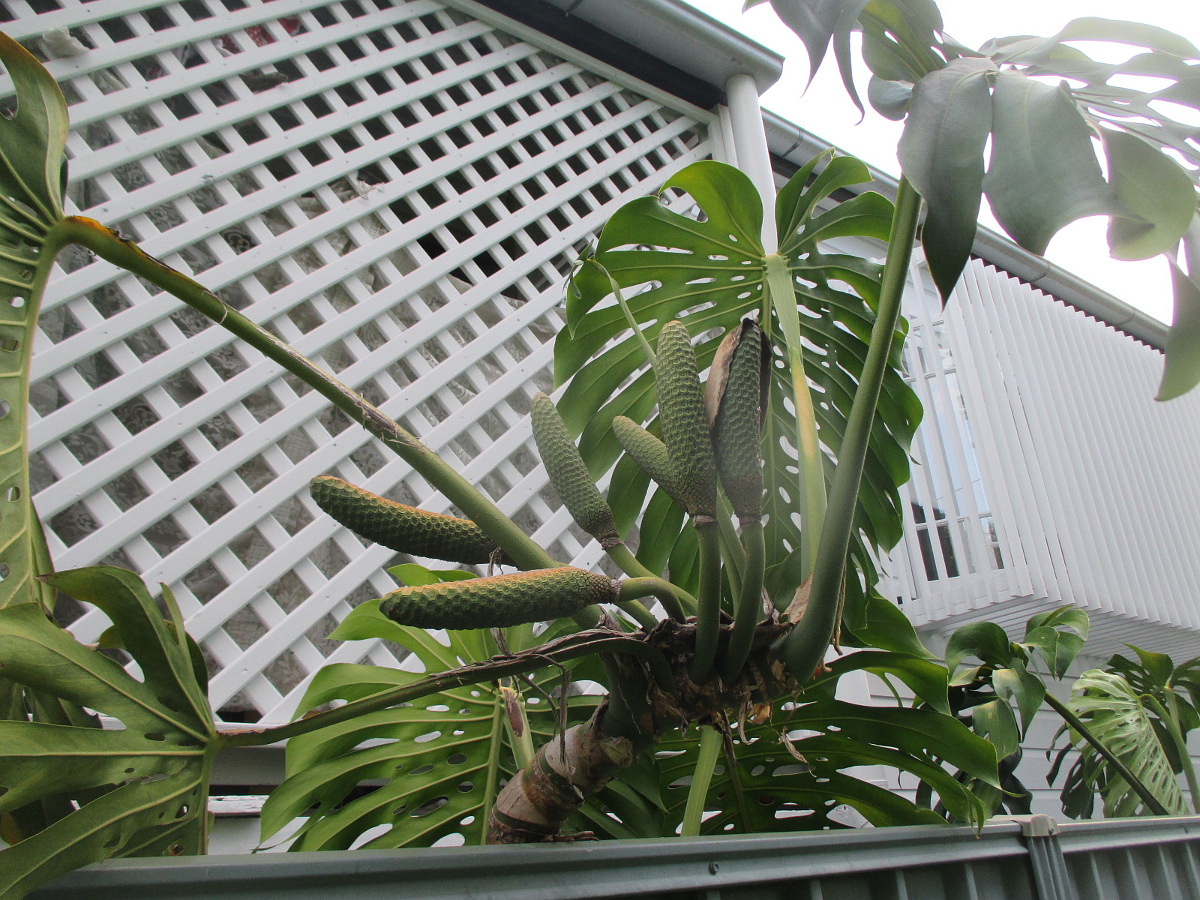 Image of Monstera deliciosa specimen.